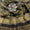 Pashmina Jacquard Shawl Collection