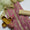 3 PC Unstitched Formal Wear Dress Collection