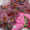 3 PC Unstitched Fancy Dress Collection