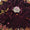 Velvet Pani Sheesha Embroidered Shawl