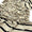 Pashmina Wool Shawl Collection