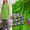 Most Trending Pure Lawn 2PC Unstitched Suit | All-Over Boring Work
