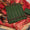 3 PC Unstitched Lawn Dress Collection